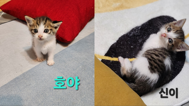 養子縁組猫はすべて猫を飼っていました…動物の虐待は標的猫ですか？ [취재메타] ：ネイトニュース