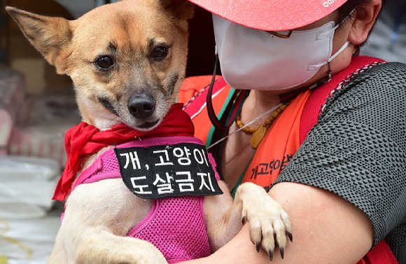 quot;개고기는 민족음식quot;…북한, 개고기 장려해