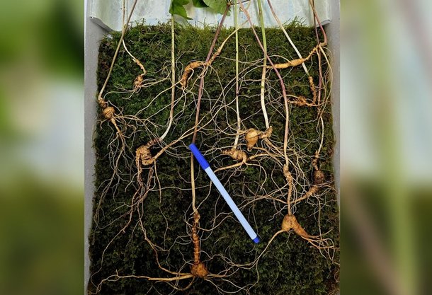 "심 봤다" 무려 1.2억 어치…지리산서 최고 100년 산삼 무더기 발견