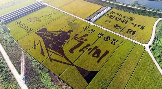 전남 곡성군 석곡농협 측이 지난해 9월 석곡면 논에 조성한 벼 아트 모습. [뉴스1]