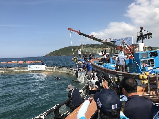 지난 2017년 5월 22일 서울대공원에서 비행기를 타고 제주에 온 남방큰돌고래 금등, 대포가 야생적응훈련을 위해 제주시 조천읍 함덕해수욕장 인근 앞바다의 가두리로 옮겨지고 있다. 최충일 기자