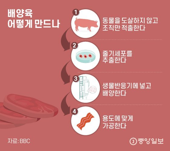 배양육 어떻게 만드나. 그래픽=김은교 kim.eungyo@joongang.co.kr