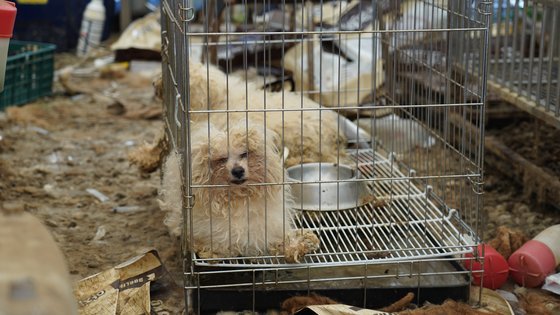 지난 5월 적발된 전북 진안의 불법 번식장. 케이지 안에서 방치된 강아지들의 모습. 남윤우 인턴기자