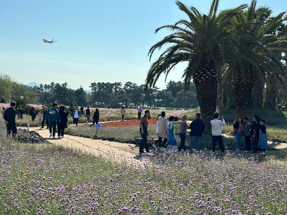 지난 2022년 10월 제주시 이호해수욕장 인근 무료 입장 꽃밭을 찾은 관광객들. 최충일 기자