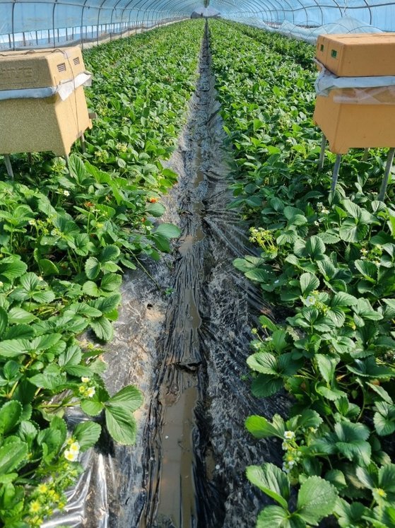 최근 딸기를 도난 당한 경남 김해시 한림면 한 딸기 농가의 비닐하우스. 사진 김해시