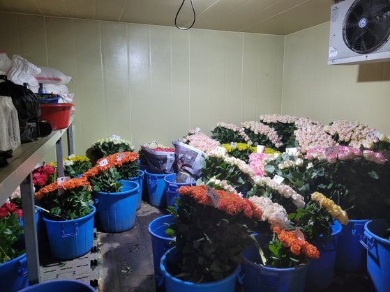 21일 경남 김해시 흥동 한 화훼농가의 냉장고에 쌓여 있는 장미. 안대훈 기자
