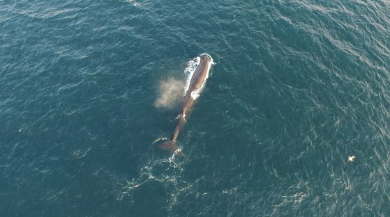 지난해 우리나라 해역 고래류 조사 중 발견된 향고래. 사진 고래연구소