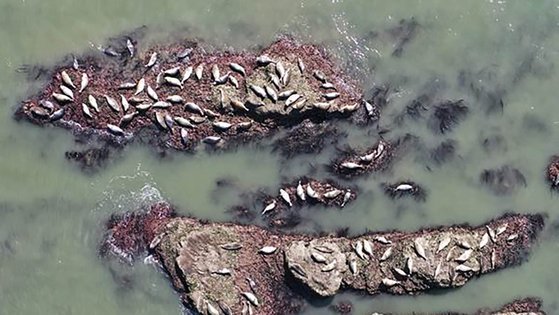 지난 9월 서해 최북단 백령도 연안에서 멸종위기종이자 천연기념물인 점박이물범 무리. 사진 인천녹색연합