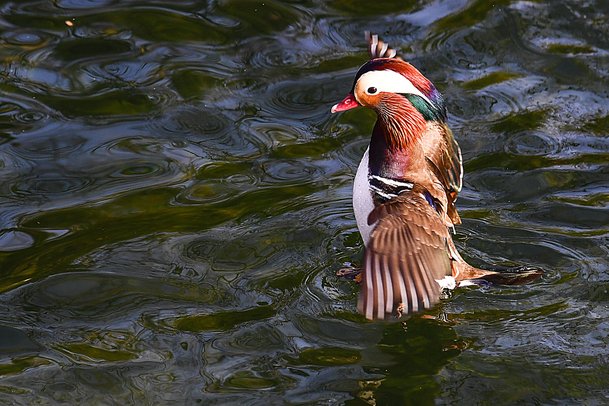 광한루원 내 연못에서 힘차게 날갯짓하는 원앙 수컷. 사진 남원시