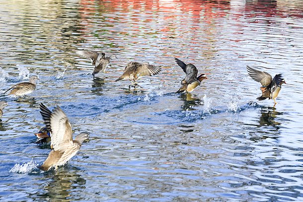 남원 광한루원 내 연못에서 원앙 무리가 날갯짓을 하고 있다. 사진 남원시