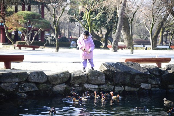 남원 광한루원에서 한 소녀가 연못에 모여 있는 원앙 무리에 사료를 주고 있다. 사진 남원시