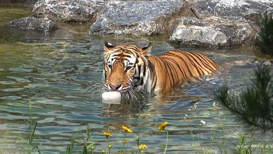 경북 봉화군 국립백두대간수목원 호랑이가 물 속에서 놀고 있다. [사진 사진작가 전유정]