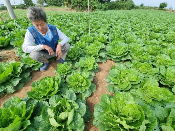 지난 9일 전남 해남군 산이면 한 배추밭에서 농민 김효수67씨가 올 여름 폭염으로 인해 미처 크지 못한 작은 배추를 가리키고 있다. 황희규 기자