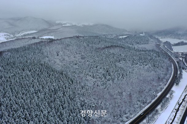 강원 산간 지역을 중심으로 많은 눈이 내린 12일 강원 평창군 대관령 일대에 눈이 쌓여 하얗게 변해 있다.