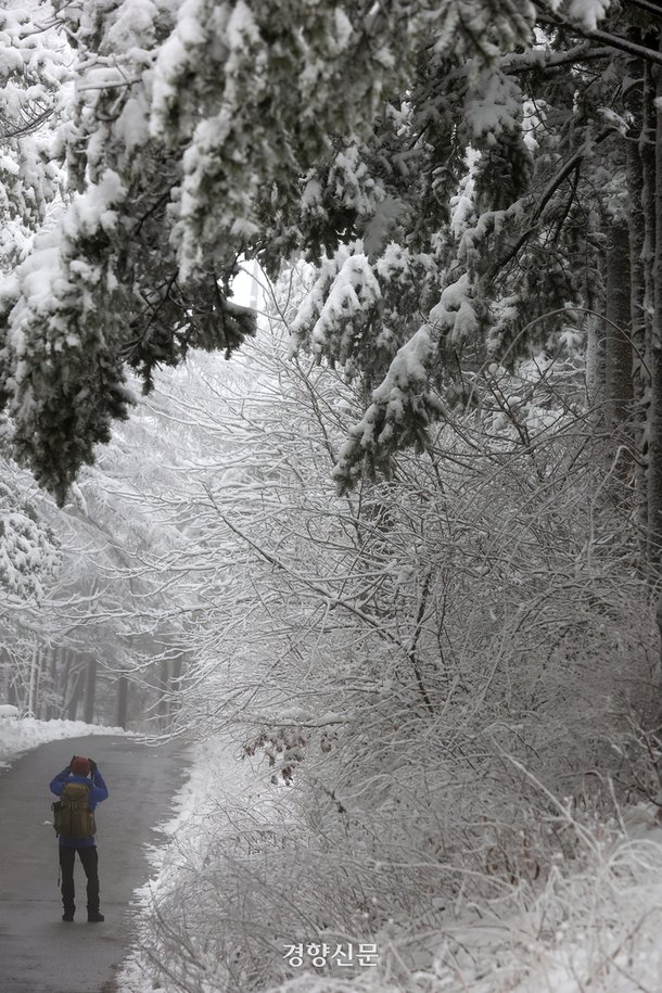 강원 산간 지역을 중심으로 많은 눈이 내린 12일 강원 평창군 선자령 등산로에서 한 등산객이 발길을 멈추고 하얀 풍경을 사진으로 담고 있다.