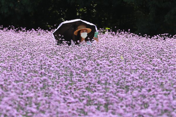 포토] 보라색 꽃에 파묻혀 '찰칵' : 네이트 뉴스