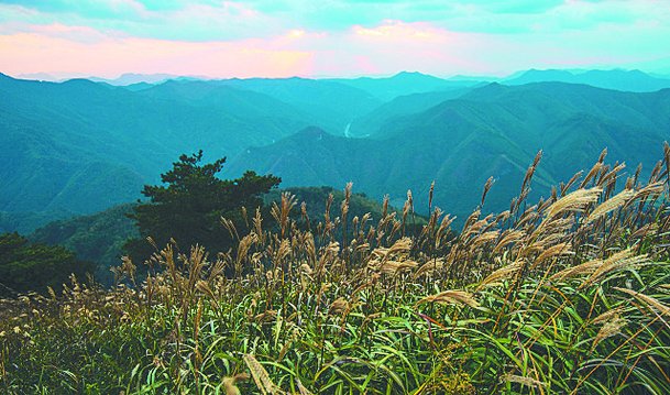 가을 바람에 춤사위' 은빛 정원·금빛 물결 : 네이트 뉴스