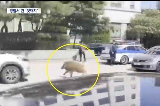 지난 2일 멧돼지가 의정부경찰서에 난입해 30여분간 난동을 부리다 사살됐다. MBC 보도화면 캡처