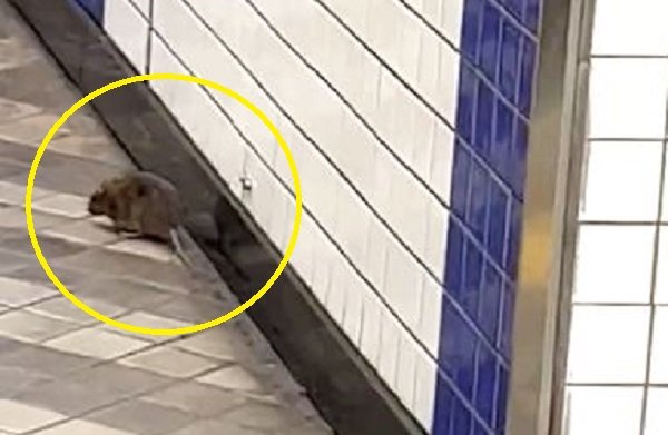 지난 6일 서울 영등포구청역 승강장 앞에 출몰한 쥐 한 마리. 연합뉴스