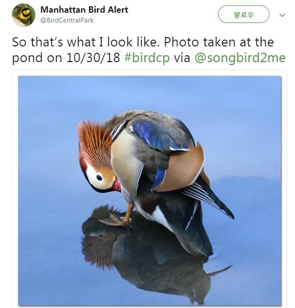 2018년 11월 미국 뉴욕 센트럴파크 오리 연못에 등장한 원앙. Manhattan Bird Alert 트위터 캡처
