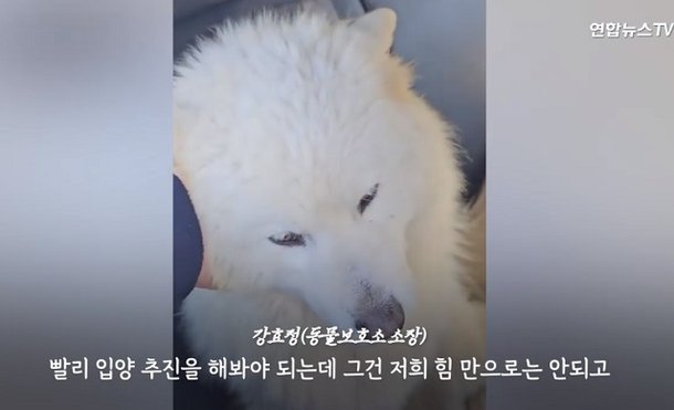 구조돼 동물보호소로 옮겨지는 사모예드들. 연합뉴스TV 보도화면 캡처