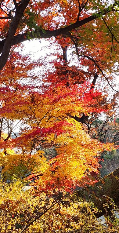 빈 살만 왕세자도 반한 단풍나무…