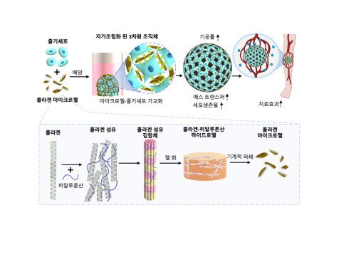 콜라겐 세포 세포 매트릭스 제품