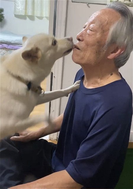 한국의 진돗개는 똑똑하다