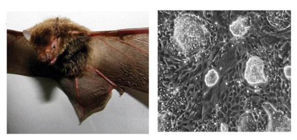 Unlocking Bat Biology: Enterprise Capital Agency Develops Stem Cells to Fight Future Pandemics