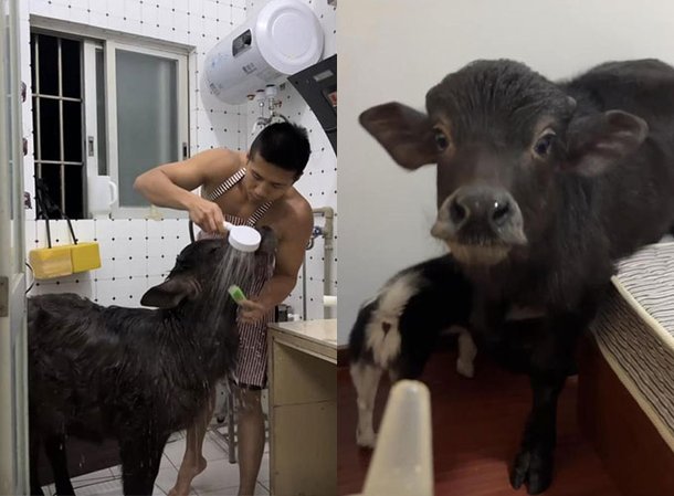 Man Confesses to Raising Buffalo in Wolseley House - News Directory 3