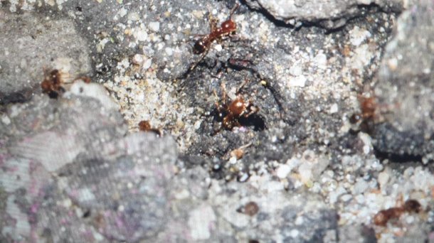 맹독성 해충 붉은불개미 인천항에서 발견…검역당국 긴급방제 실시