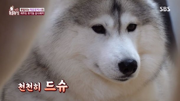 동물농장' 뚱보 허스키 빅시, 털찜 NO·살찜 YES 식탐 폭발 일상 : 네이트 연예 동물농장' 뚱보 허스키 빅시, 털찜 No·살찜 Yes 식탐 폭발 일상 : 네이트 연예