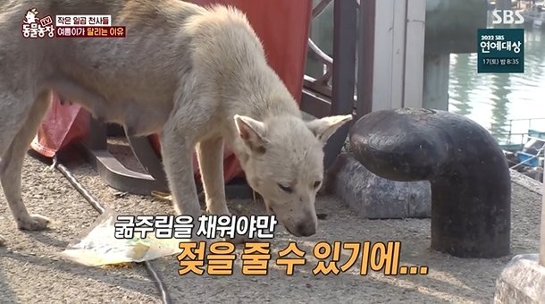 동물농장' 매일 왕복 10km 다니며 구걸하는 견공…모정 때문에 : 네이트 연예 동물농장' 매일 왕복 10Km 다니며 구걸하는 견공…모정 때문에 : 네이트 연예