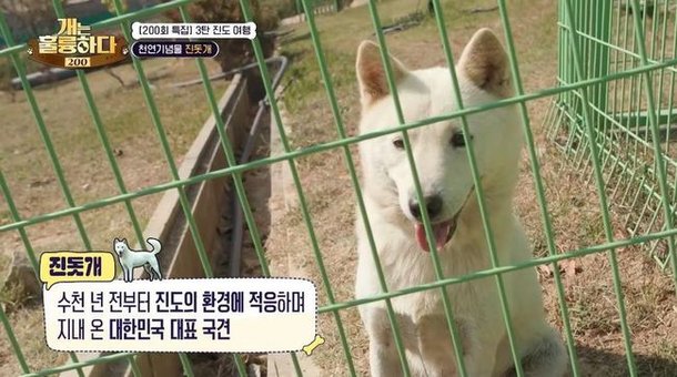 한국의 진돗개는 똑똑하다