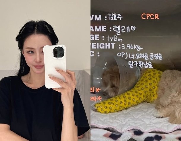 &apos;반려견 낙상 사고&apos; 한예슬 CCTV 확인 결과 직원 실수, 수술 마치고 입원 중