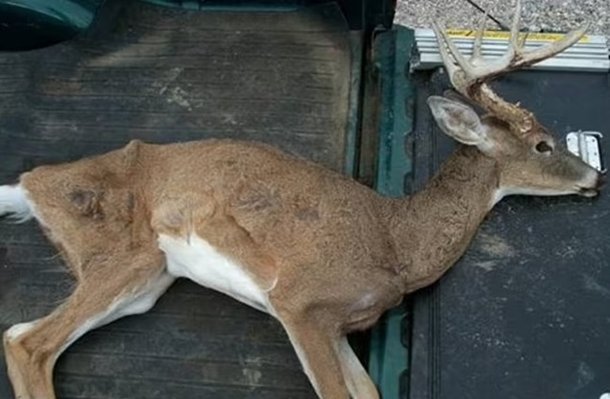 Warning Issued: ‘Zombie Deer’ Disease May Pose Threat to Humans, says Experts