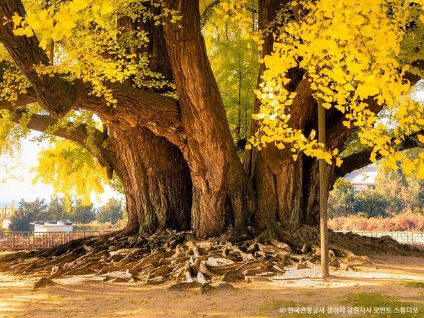 충북 보은 말티재 관방재림