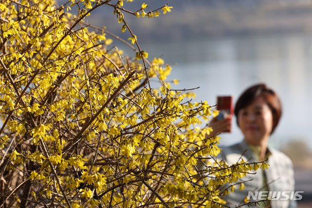 완연한 봄 날씨, 응봉산 물들인 노란 개나리[뉴시스Pic]