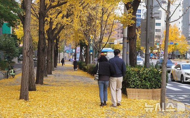 노란 은행잎이 떨어진 오전 도심도로