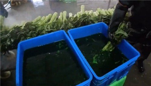 중국, '발암 배추' 이어 '염색 상추'…먹거리 논란