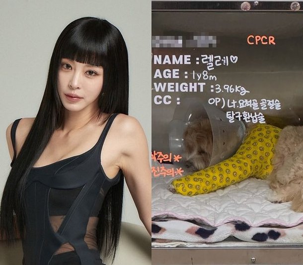 한예슬 남편에 안겨 덜덜 떨던 반려견…호텔링 대참사 후 수술 마치고 입원 중