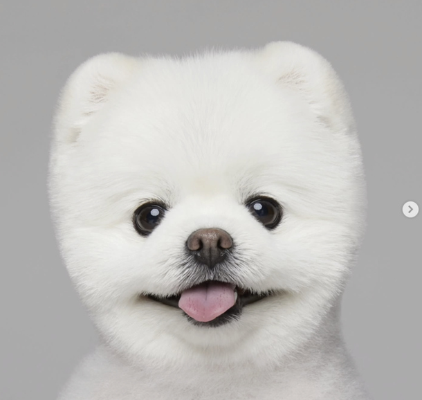 'Dali', the SNS star dog, crossed the rainbow bridge a year ago &quot;Leaving only happy memories&quot; [Full Text]