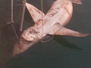 부산 앞바다서 사람 공격하는 ‘청새리상어’ 사체 발견