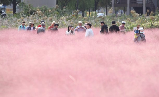 가을꽃 인생샷에만 혈안··· ‘위해종’ 더 심은 지자체들