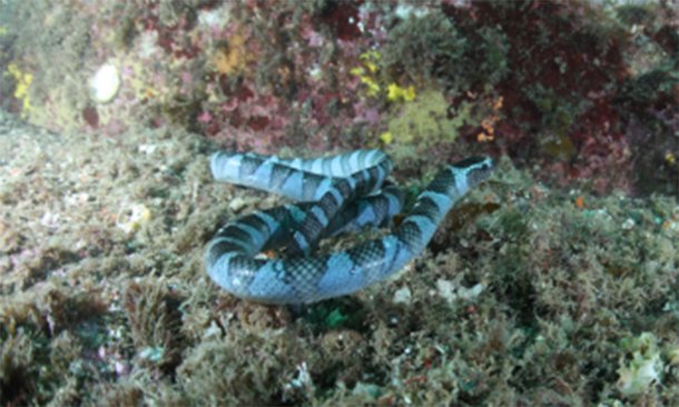 일반 독사의 20배 맹독…열대성 넓은띠큰바다뱀 다도해서 발견