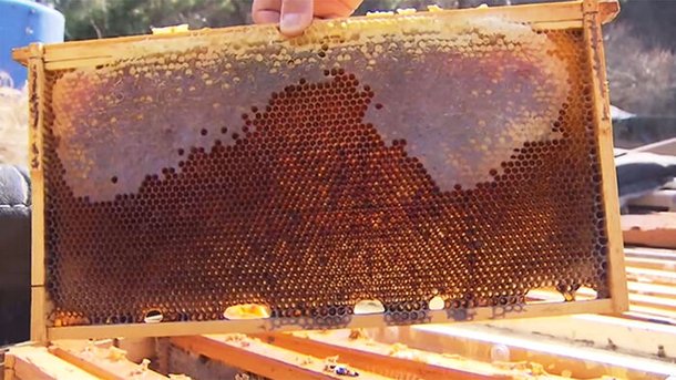 200억 마리 꿀벌 실종…quot;골든타임 지났다quot; 전문가 경고