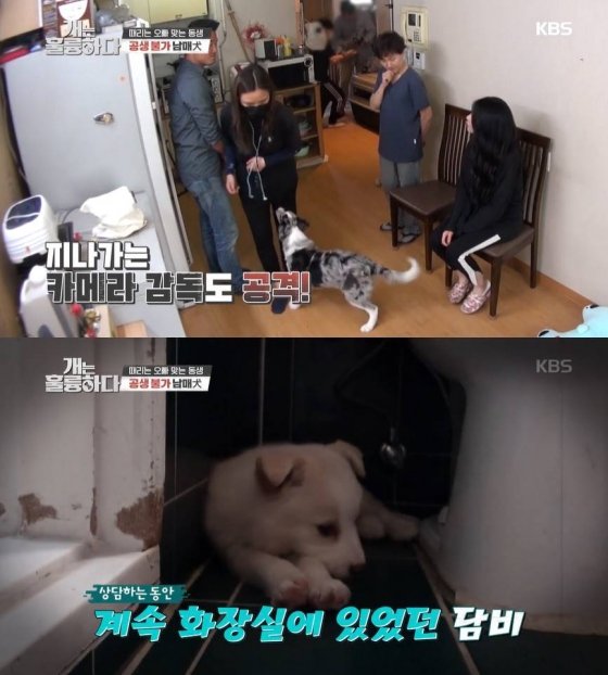 /사진=KBS 2TV '개는 훌륭하다' 방송화면 캡처