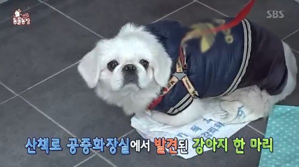 TV동물농장' 페키니즈 흰둥이, 유기견 된 사연 보니 '먹먹'…'새 주인 찾아요' : 네이트 연예 Tv동물농장' 페키니즈 흰둥이, 유기견 된 사연 보니 '먹먹'…'새 주인 찾아요' : 네이트 연예