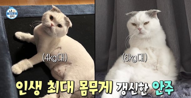 넌 할 수 있어 동물 밈