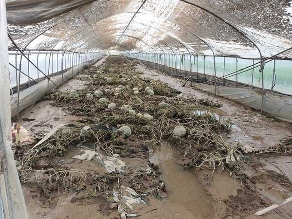 폭우에 농가 피해 극심…지난해 농산물 파동 재현되나